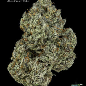 ALIEN CREAM CAKE - AAAAA+