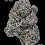 TERPY VIBES - PINK ALIEN - AAAA+
