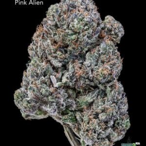 TERPY VIBES - PINK ALIEN - AAAA+