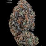 TERPY VIBES - PURPLE PINETAR - AAAA+