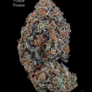 TERPY VIBES - PURPLE PINETAR - AAAA+