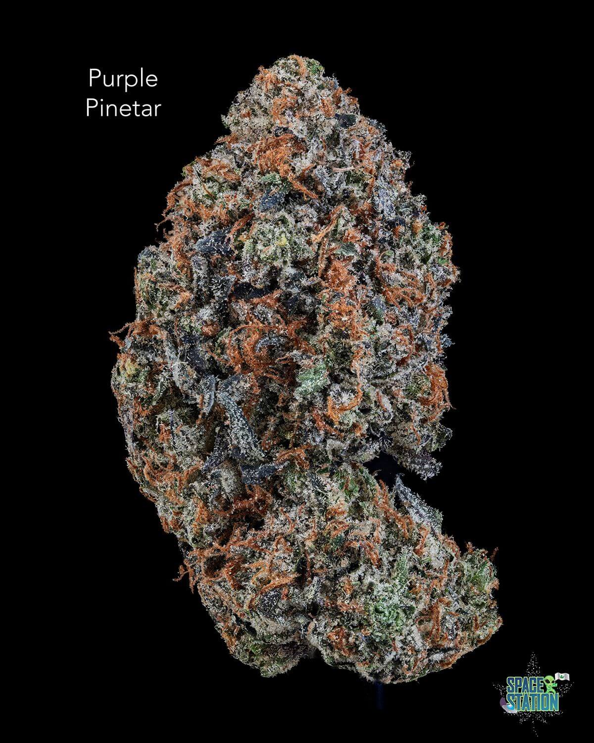 TERPY VIBES - PURPLE PINETAR - AAAA+