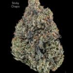 TERPY VIBES - STICKY CHAPO - AAAA+