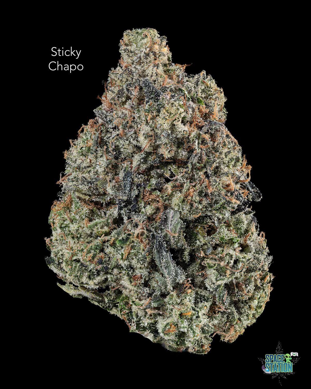 TERPY VIBES - STICKY CHAPO - AAAA+