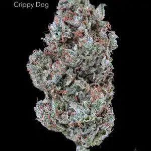 TWISTED LEAF GARDENS - CRIPPY DOG