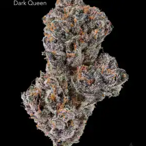 TWISTED LEAF GARDENS - DARK QUEEN
