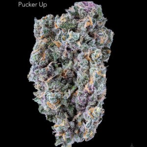 TWISTED LEAF GARDENS - PUCKER UP