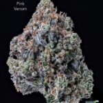 1 OUNCE $100 - 2 OUNCES $175 - PINK VENOM - AAA+