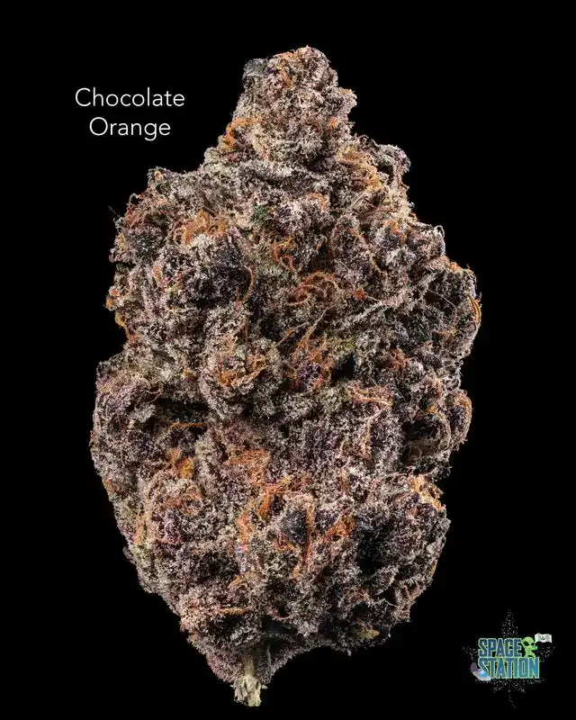 TWISTED LEAF GARDENS - CHOCOLATE ORANGE - AAAA+