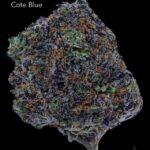 COTE BLUE - AAA+