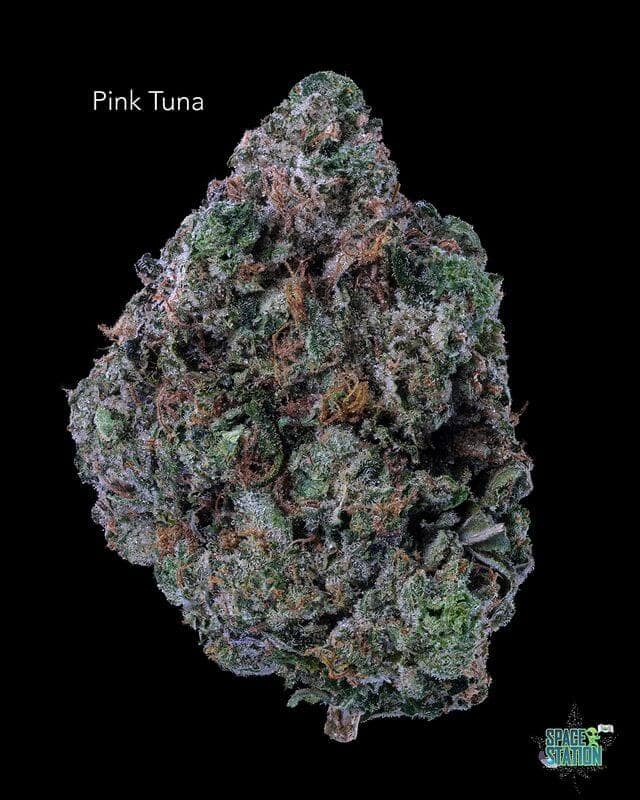 SUNSHINE COAST - PINK TUNA