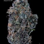 DOPAMINE # 6 - AAA+