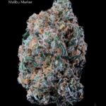 1 OUNCE $75 - 2 OUNCES $125 - MALIBU MARKER - AA+