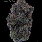 GASTRONAUT CANNABIS - ASTRO FIN TUNA