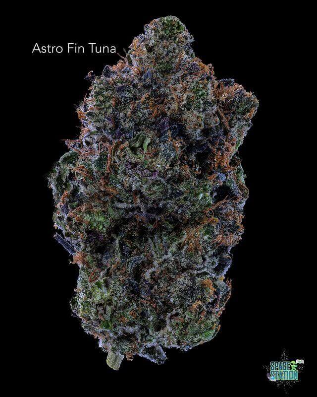 GASTRONAUT CANNABIS - ASTRO FIN TUNA