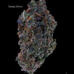 7GRAMS $25 - GELATO MINTS - AAA