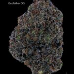 GASTRONAUT CANNABIS - GODFATHER OG