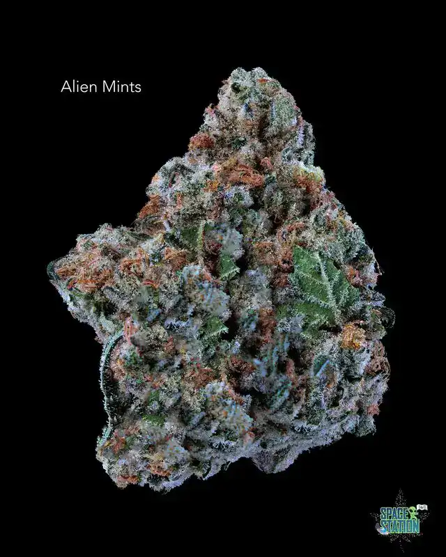 1 OUNCE $75 - 2 OUNCES $125 - ALIEN MINTS - AA+